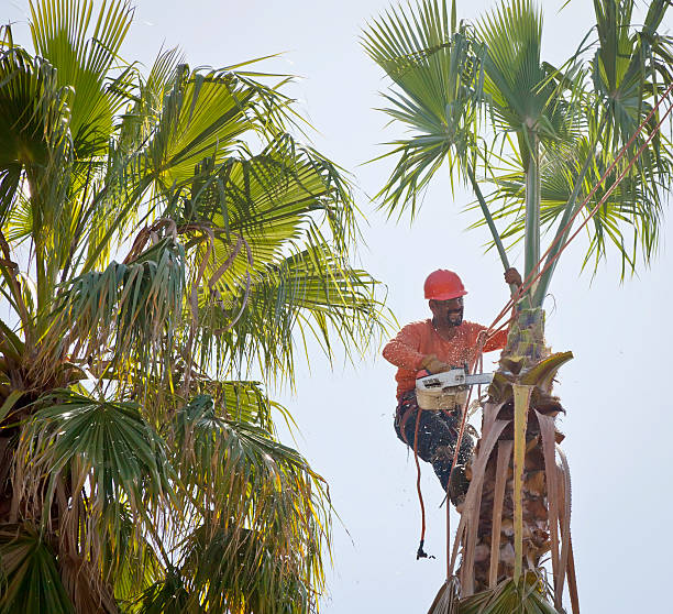 Reliable Huntsville, AL Tree Service Solutions